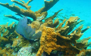 snorkeling tours from belize city