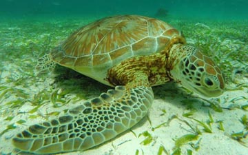 snorkeling tours from belize city